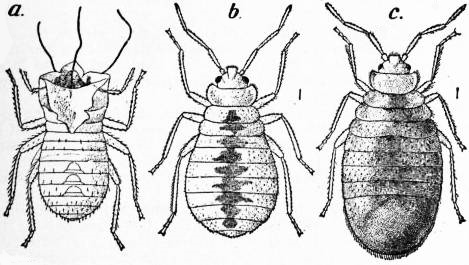 Attachment EB1911 Hemiptera - Fig. 3.—a, Cast-off nymphal skin of Bed-bug.jpg
